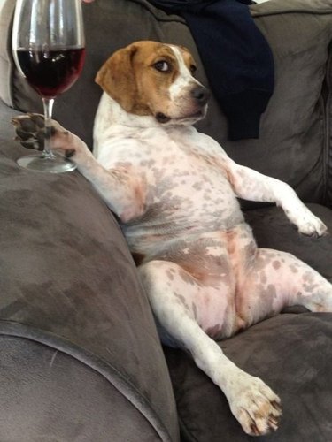 dog relaxing with glass of wine