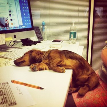 Dog asleep on desk