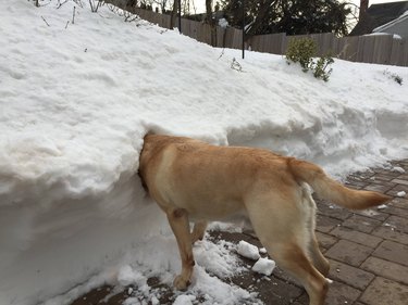 Dog sticking head in snow bank.