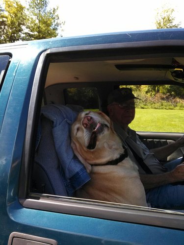 Dog looking happy in car passenger's seat.