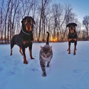 cat with two dogs