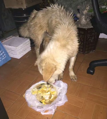 This Dog In A Bag Was About To Be Dinner, But Then The Best Thing Happened