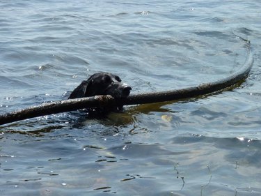 Dog drags pipe out of lake.