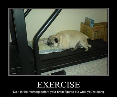 Fat dog resting on treadmill.