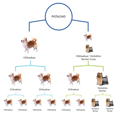 Pistachio the dog's genetic tree