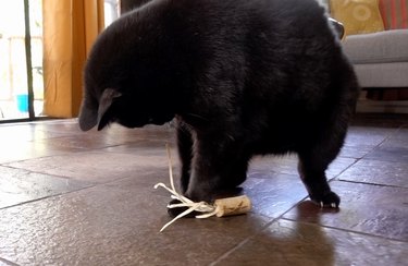 Cat playing with DIY cat toys out of a wine cork and raffia.
