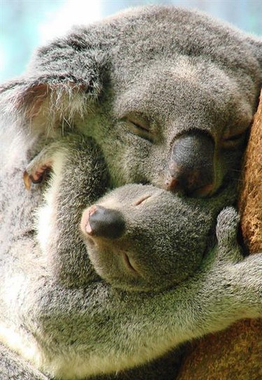 23 Photos Of Tired Animal Moms To Share With Your Mother