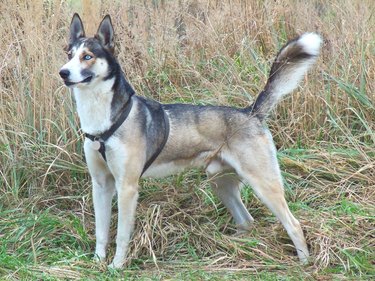 Greyhound mixed with store husky