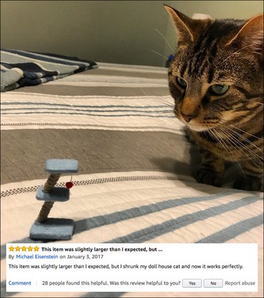 Funny Amazon reviews (tiny cat tree)