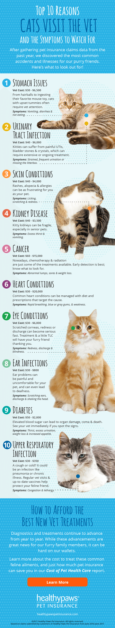 Top 10 Reasons Cats Visit The Vet | Cuteness