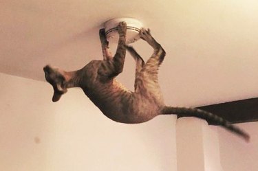 cats are basically house monkeys in disguise