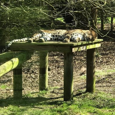 Jaguar napping in the sun.