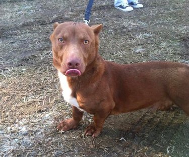 Great dane weiner store dog