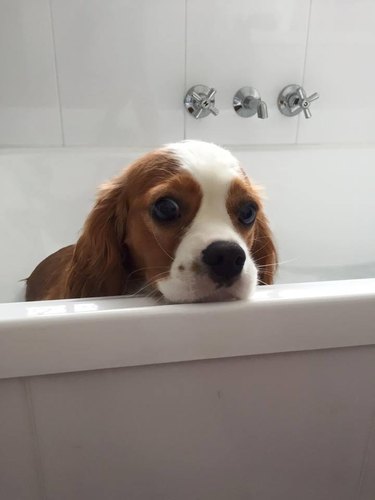 Sad dog in bath.