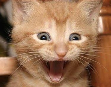 excited cat