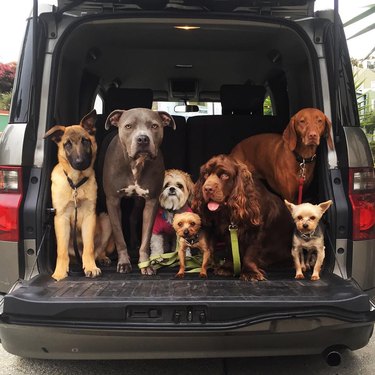 Assorted dog breeds in back of car.