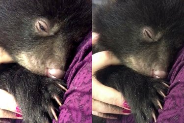 This Real Life Bear Purred While Being Held Like A Teddy Bear