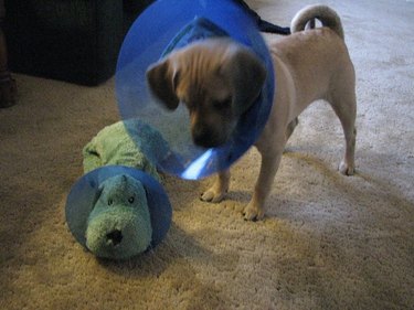 Dog wearing E-collar next to stuffed animal with E-collar