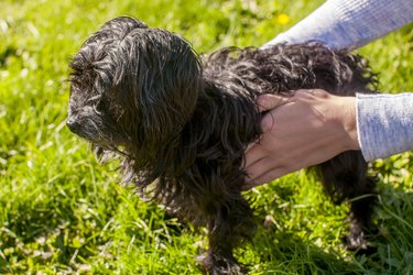 Hands holding the sides of a small black dog outside on grass