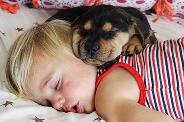 24 Lovable Dogs Who Are Amazing Babysitters