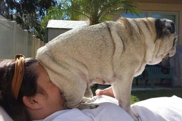 dogs who don't respect boundaries or personal space