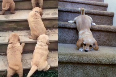 22 Puppies Climbing Stairs For The First Time