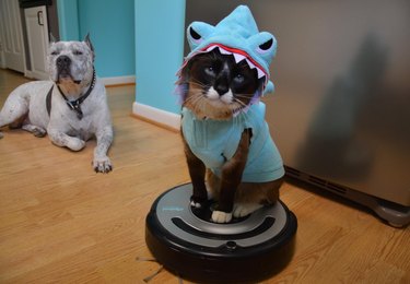 RIP Max the Roomba shark cat