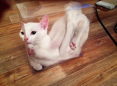 20 Cats Who Think They're Liquid