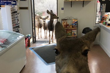 A Deer Walks Into A Grocery Store & What Happens Next Is Adorable