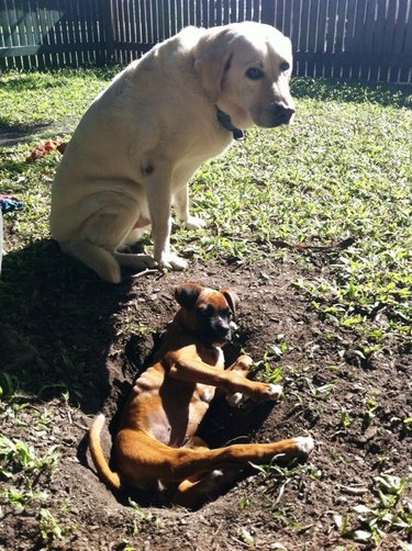 Dog sits next to puppy in a hole.