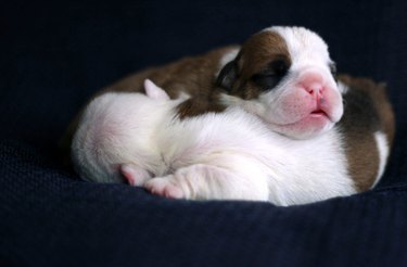 Two newborn puppies cuddling each other