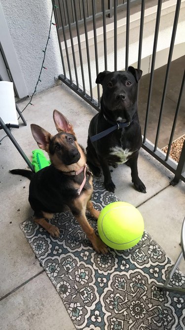 Two dogs next to oversize novelty tennis ball.