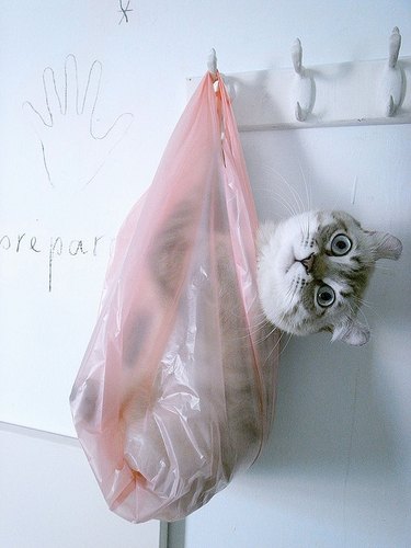 Cat hanging in a plastic bag