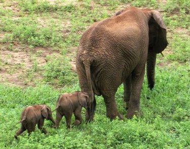 20 Animals Acting Like Total Dads