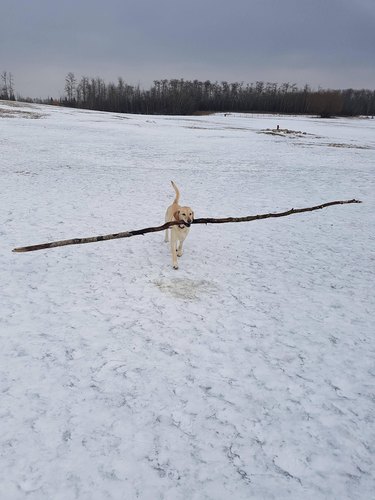 Dog carrying long, straight branch
