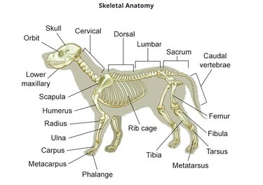 Diagram of dog skeletal system