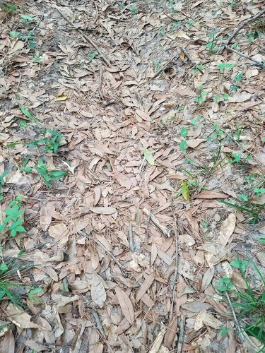Only true ssssssss-nake fans will be able to find the copperhead hidden in this picture