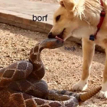 Dog licking snake on the head
