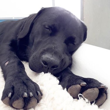 The 35 sleepiest puppies to ever take napzzz in 2017