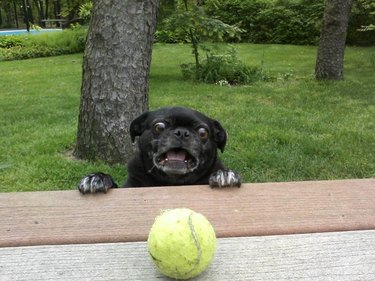 Excited dog looking at tennis ball on table.
