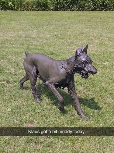 Dog covered in mud.