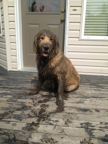 Muddy dog on porch.