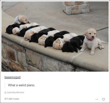 Just 22 hilarious Tumblr posts about dogs