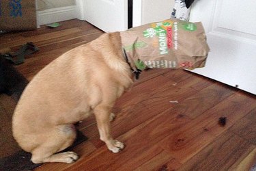 21 Pets Who Are Bad At Eating
