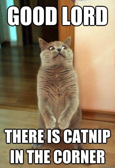 16 Signs Your Cat Is Hooked on Catnip