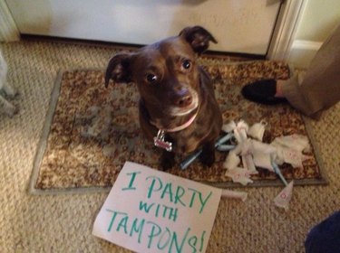 What To Do When Your Dog Eats A Tampon