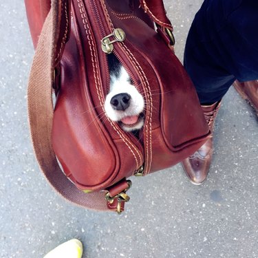 Dog in purse