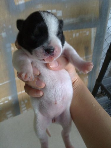 chubby puppy belly