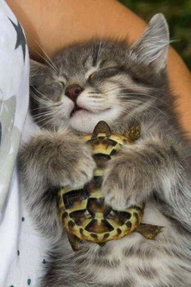 Small gray kitten holding their turtle sibling, and sleeping in their pet parent's arms.