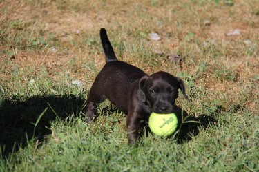 Very small dog carrying tennis ball as big as its head.